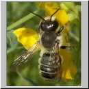 Megachile ericetorum - Blattschneiderbiene m02.jpg